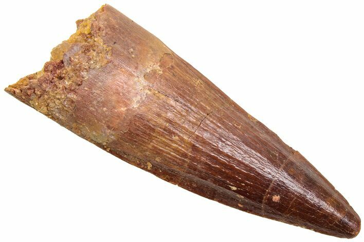 Fossil Spinosaurus Tooth - Real Dinosaur Tooth #214357